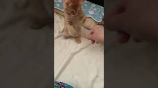ネズミのおもちゃで遊ぶネコ(子猫)