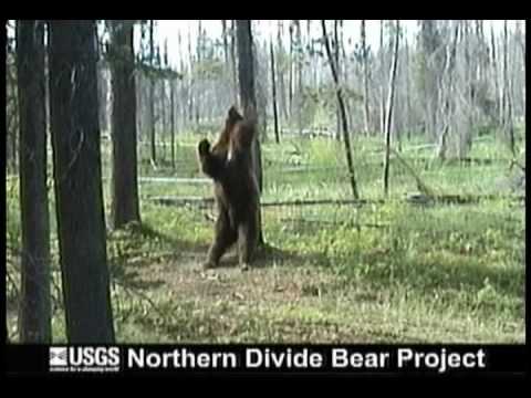 download lagu mp3 mp4 Heres The Dancing Bear, download lagu Heres The Dancing Bear gratis, unduh video klip Heres The Dancing Bear