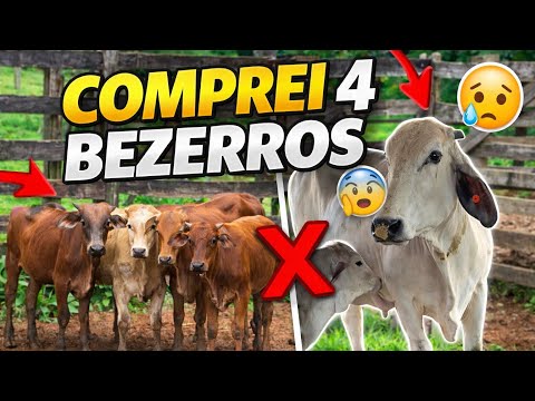 Compramos 4 bezerros e vaca Fumaça desmamou 