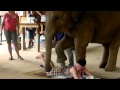 Слон делает массаж девушке 