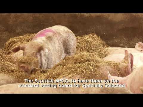 Meat With Integrity: Fraser Shaw