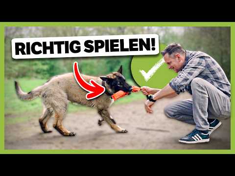 RICHTIGES und FALSCHES Spielen mit dem Hund: Das ist der Unterschied