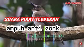 Download lagu Suara pikat TLEDEKAN BAMBU 100 % AMPUH//pancingan MP3 mp3