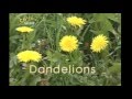 Come Outside - DANDELIONS