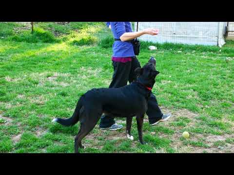 Roscoe — Magic Hand