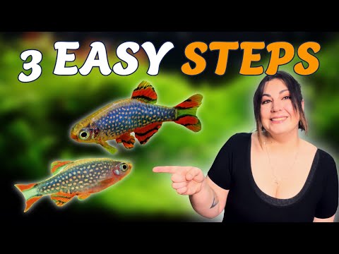 Breeding Celestial Pearl Danios: Tips for Success