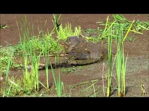 Alligator with Missing Foot Coated in Mud Pinckney Island