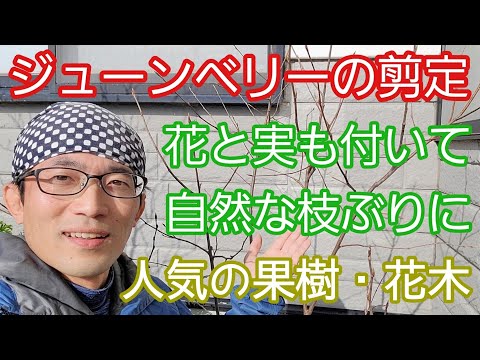 ラズベリーの茂みを剪定する時期と最善の方法は？ 2023 年の冬に実践すべきすべての正しい行動  庭園