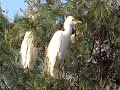אנפות בלטרון Eastern Cattle Egretin Latrun Israel