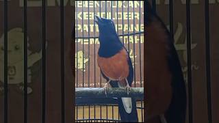 Download lagu Suaranya cocok untuk didengarkan oleh burung murai lainnya. mp3