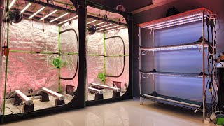 BEDROOM INTO 6 LIGHT GROW ROOM!!! PART 4