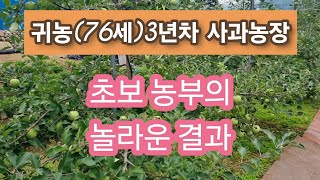 귀농(76세)사과농사 3년차 성공한 사과농장 방문기
