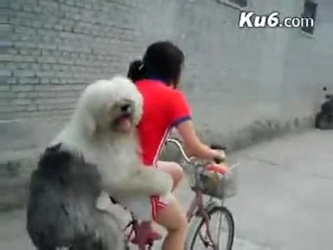 איך להרכיב כלב על אופניים? - מצחיק!