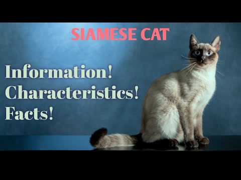 Siamese Cat Breed Information, Characteristics, Facts : Tame And Wild