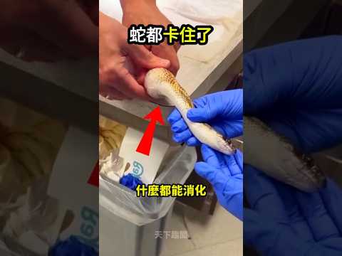 它身體的東西🐍比頭都還要大😱