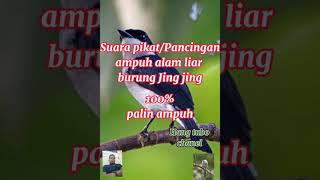 Download lagu Suara pikat ampuh/pancingan burung  Jing Jing batu mp3