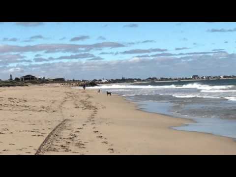 Staffy and Boxer meet at the beach then smash into me