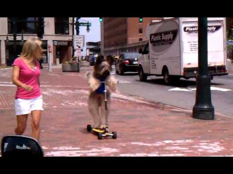 Norman the Dog Rides a Scooter!
