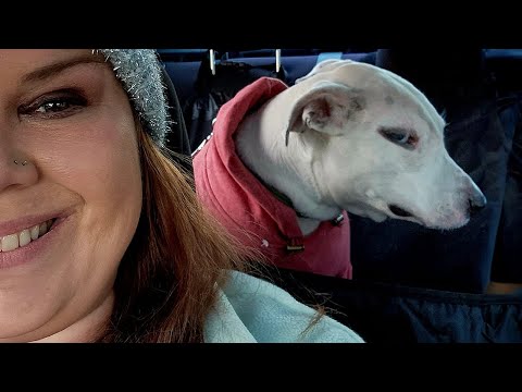Personne ne m'a parlé de l'attitude des chiens nouvelles vidéos drôles de chiens