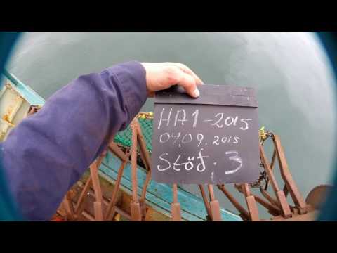 Mynd af hörpudisksplógum við veiðar