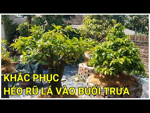 🔴 QBS22206 - CÂY BỊ HÉO LÁ VÀO BUỔI TRƯA ĐT 0942456100 || CÁCH KHẮC PHỤC CÂY BỊ HÉO LÁ VÀO BUỔI TRƯA