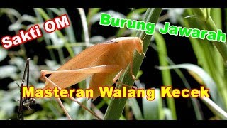 Download lagu Masteran Burung Jawara Bunyi Walang Kecek   Gemercik Air mp3 Download lagu Masteran Burung Jawara Bunyi Walang Kecek   Gemercik Air mp3