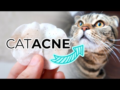FELINE ACNE TREATMENT FROM HOME: How To Remove Cat Acne or Blackheads From Your Cats Chin