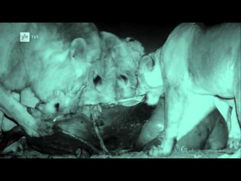 Avara luonto Leijonan yö