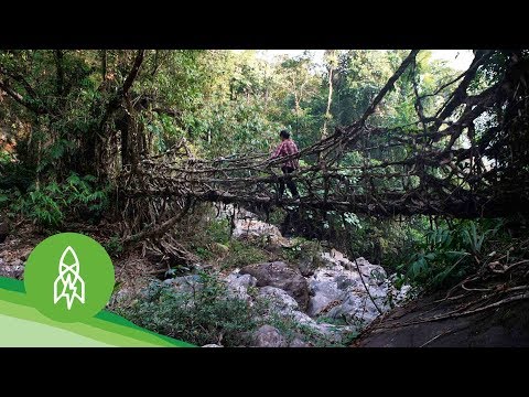 橋樑呼吸的山谷 (The Valley Where Bridges Breathe)
