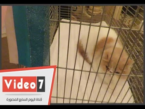ملك جمال القطط بمصر.. السعر يصل لـ 16ألف جنيه وعدم الزواج شرط