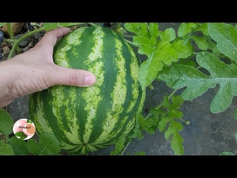COMO SABER SI LA SANDIA ESTA MADURA
