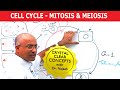 Cell Cycle And Genes Mitosis Meiosis