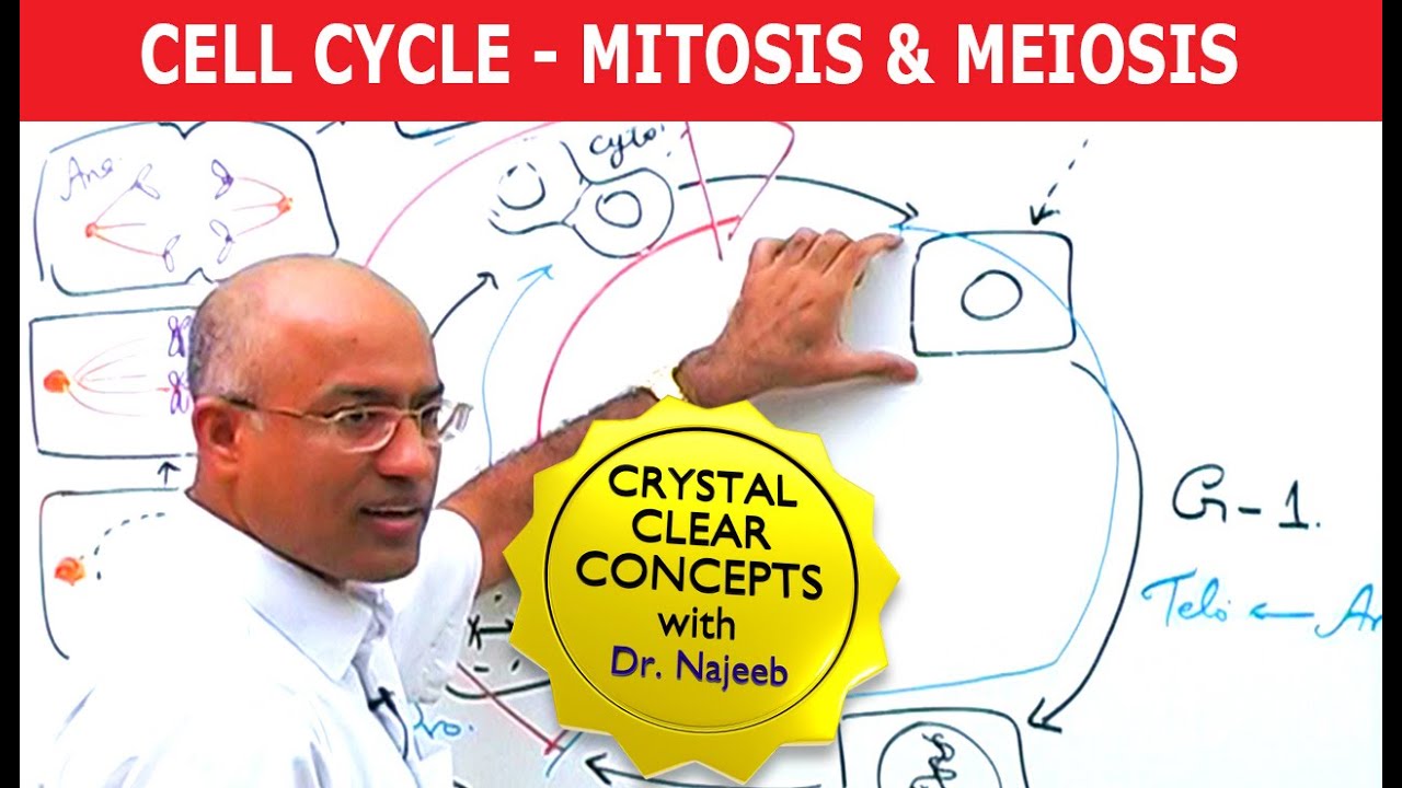 Cell Cycle and Genes | Mitosis & Meiosis