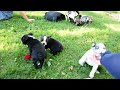 Boston Terrier dogs for sale: Carlin - Video 1