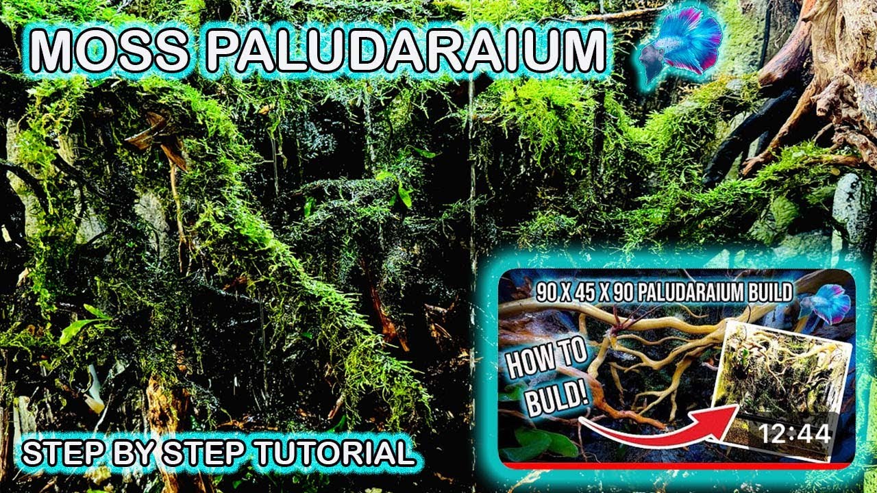 HOW TO SETUP A PALUDARIUM ** STEP BY STEP TUTORIAL **