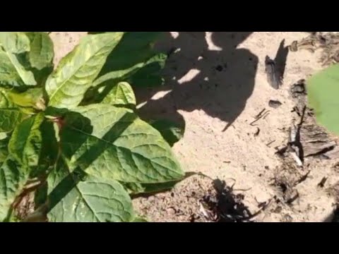 Harvesting, Cleaning, Cooking and Canning Poke Salad