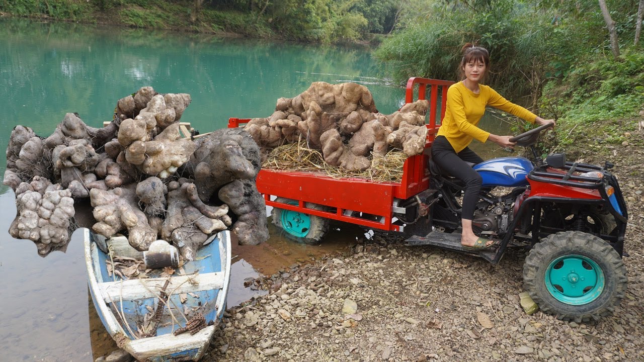 Use 4-wheeled Vehicle Trucks Harvesting big tubers after 10 years of growing on the farm to sell