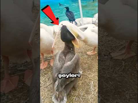 Ağzına Sığanı Yutuyor 🦩😳