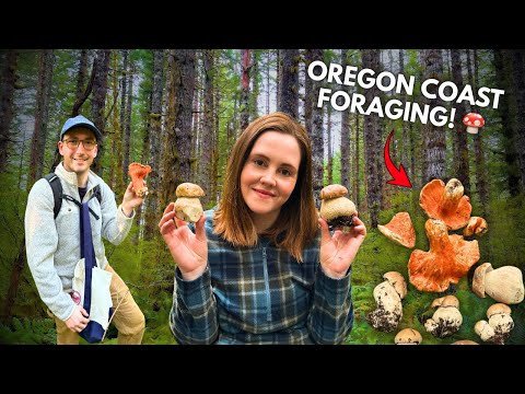 We Found KING BOLETE and LOBSTER Mushrooms! | Oregon Coast Foraging Adventure