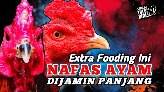 Download lagu You can try it ‼️ This Extra Fooding Makes Chickens Breath Guaranteed Long mp3
