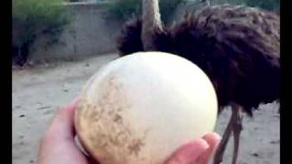 preview picture of video 'Ostrich eggs'