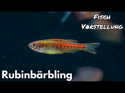 Ruby danio - Danio choprae | Liquid Nature Fish Introduction