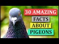 30 Amazing Facts About Pigeons | Animal Globe