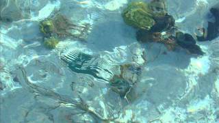 trance dance, Chick Corea,salvatore strazzulla-2011