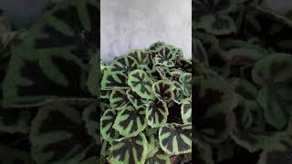 Download lagu Begonia karpet super jumbo gaess mp3 Download lagu Begonia karpet super jumbo gaess mp3