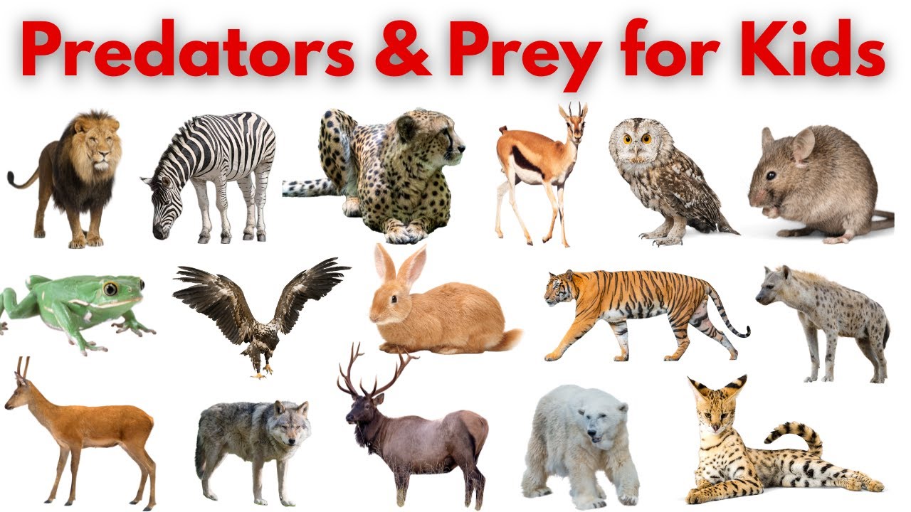 Predators and Prey for Kids | Fun Animal Learning Video | Discover the Food Chain #kidslearning
