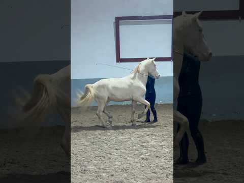 Training Oro at liberty 🤍