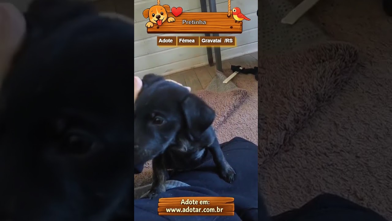 Cachorro raça SRD-ViraLata idade 2 a 6 meses nome Pretinha