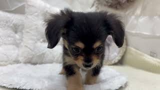 ハーフ犬の動画01