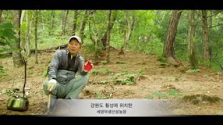강원도 횡성에서 야생산삼을 키우고 있는 세영야생산삼농장을 소개합니다